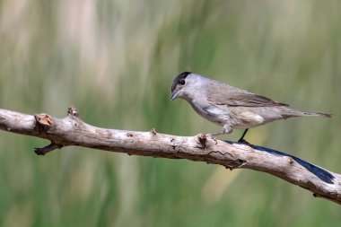 Sevimli kuş. Yeşil doğa arka planı. Kuş: Avrasya Blackcap. Sylvia atricapilla.