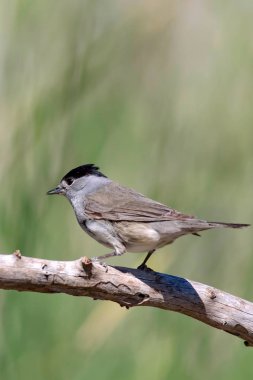 Sevimli kuş. Yeşil doğa arka planı. Kuş: Avrasya Blackcap. Sylvia atricapilla.