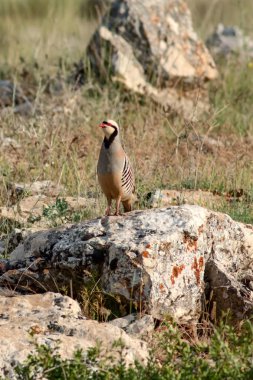 Doğa ve Keklik. Ortak kuş: Chukar Keklik. Alectoris chukar. Doğa habitat arka plan. 