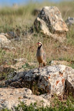 Doğa ve Keklik. Ortak kuş: Chukar Keklik. Alectoris chukar. Doğa habitat arka plan. 
