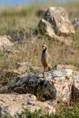 Doğa ve Keklik. Ortak kuş: Chukar Keklik. Alectoris chukar. Doğa habitat arka plan. 