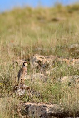 Doğa ve Keklik. Ortak kuş: Chukar Keklik. Alectoris chukar. Doğa habitat arka plan. 