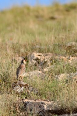 Doğa ve Keklik. Ortak kuş: Chukar Keklik. Alectoris chukar. Doğa habitat arka plan. 