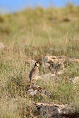 Doğa ve Keklik. Ortak kuş: Chukar Keklik. Alectoris chukar. Doğa habitat arka plan. 