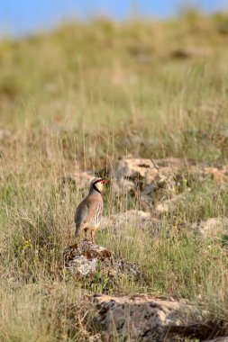 Doğa ve Keklik. Ortak kuş: Chukar Keklik. Alectoris chukar. Doğa habitat arka plan. 