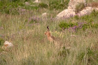 Vahşi tavşan. Sevimli hayvan vahşi Avrupa Tavşanı. Doğal arka plan. Lepus europaeus.