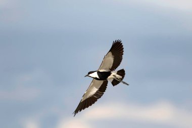 Uçan kuş. Spur Kanatlı Lapwing. Vanellus spinosus. Doğa arka planı.