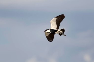 Uçan kuş. Spur Kanatlı Lapwing. Vanellus spinosus. Doğa arka planı.