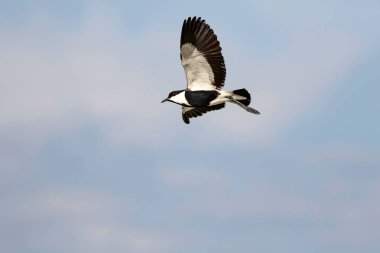 Uçan kuş. Spur Kanatlı Lapwing. Vanellus spinosus. Doğa arka planı.