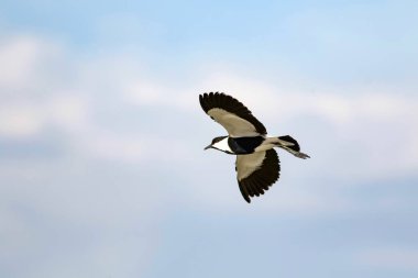 Uçan kuş. Spur Kanatlı Lapwing. Vanellus spinosus. Doğa arka planı.