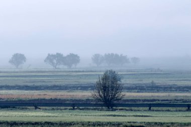 Sisli doğa manzarası. Sisli alanlar arka plan.