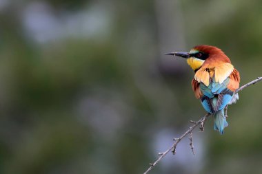 Renkli kuş. Yeşil doğa arka planı. Kuş: Avrupa Arı yiyici. Merops apiaster.