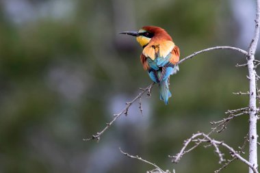Renkli kuş. Yeşil doğa arka planı. Kuş: Avrupa Arı yiyici. Merops apiaster.