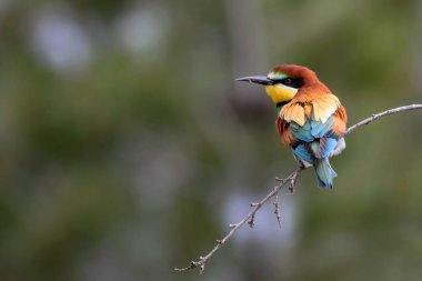 Renkli kuş. Yeşil doğa arka planı. Kuş: Avrupa Arı yiyici. Merops apiaster.