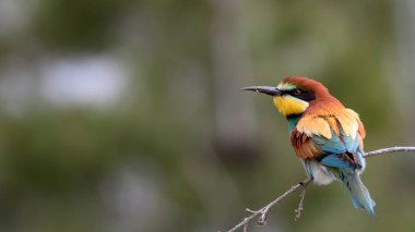 Renkli kuş. Yeşil doğa arka planı. Kuş: Avrupa Arı yiyici. Merops apiaster.
