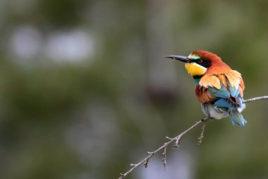 Renkli kuş. Yeşil doğa arka planı. Kuş: Avrupa Arı yiyici. Merops apiaster.