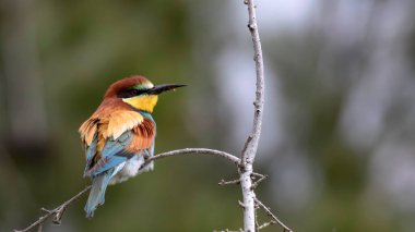 Renkli kuş. Yeşil doğa arka planı. Kuş: Avrupa Arı yiyici. Merops apiaster.