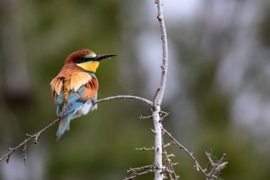 Renkli kuş. Yeşil doğa arka planı. Kuş: Avrupa Arı yiyici. Merops apiaster.
