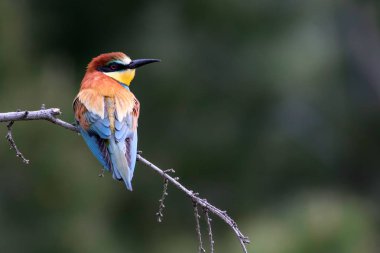 Renkli kuş. Yeşil doğa arka planı. Kuş: Avrupa Arı yiyici. Merops apiaster.