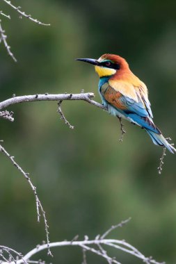 Renkli kuş. Yeşil doğa arka planı. Kuş: Avrupa Arı yiyici. Merops apiaster.