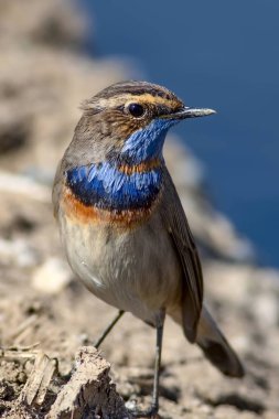 Sevimli kuş. Doğa arka planı. Kuş: Ortak kuş Bluethroat. Luscinia svecica.