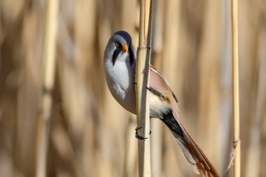 Sevimli kuş. Sakallı Sazlık. Sarı Doğa arka plan.