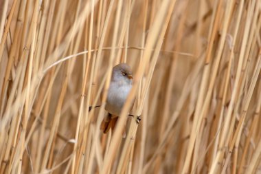 Sevimli kuş. Sakallı Sazlık. Sarı Doğa arka plan.