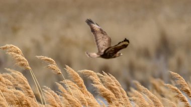 Uçan kuş. Yırtıcı kuş. Sarı nture arka plan.