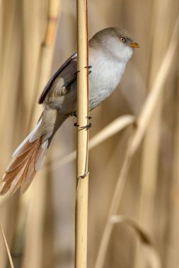 Sevimli kuş. Sakallı Sazlık. Sarı Doğa arka plan.