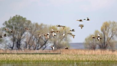 Uçan ördekler. Renkli doğa arka plan.