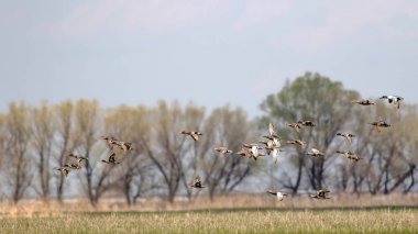 Uçan ördekler. Renkli doğa arka plan.