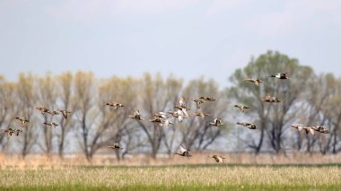 Uçan ördekler. Renkli doğa arka plan.