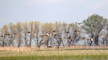 Uçan ördekler. Renkli doğa arka plan.