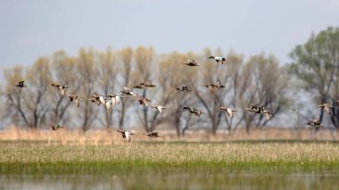 Uçan ördekler. Renkli doğa arka plan.