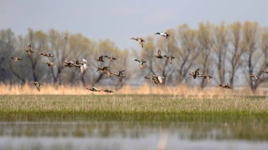 Uçan ördekler. Renkli doğa arka plan.