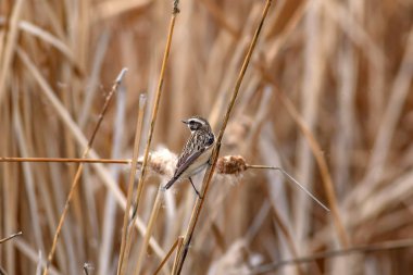 Sevimli kuş. Avrupa Stonechat. Saxicola rubicola. Doğa habitat arka plan.