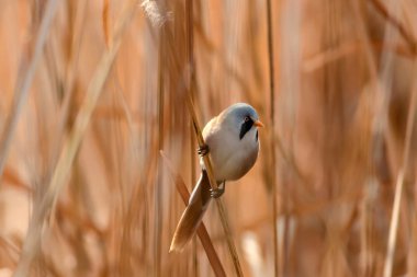 Sevimli kuş. Sakallı Sazlık. Sarı Doğa arka plan.