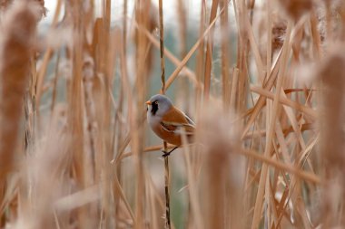 Sevimli kuş. Sakallı Sazlık. Sarı Doğa arka plan.