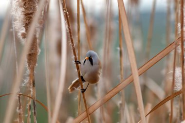 Sevimli kuş. Sakallı Sazlık. Sarı Doğa arka plan.