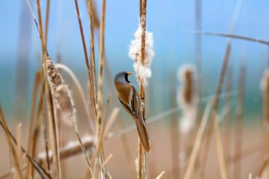 Sevimli kuş. Sakallı Sazlık. Sarı Doğa arka plan.