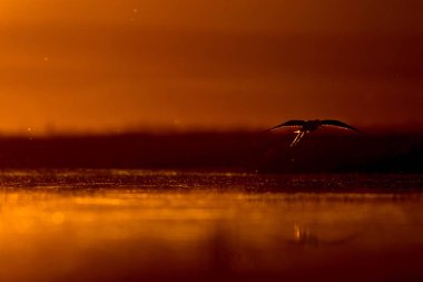 Günbatımı doğa ve kuş. Günbatımı doğa arka plan. Ortak su kuşu: siyah kanatlı stilt. Himantopus himantopus.