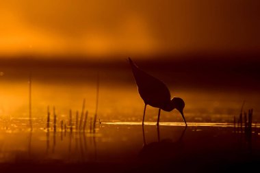 Günbatımı doğa ve kuş. Günbatımı doğa arka plan. Ortak su kuşu: siyah kanatlı stilt. Himantopus himantopus.