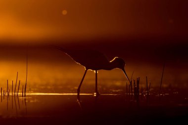 Günbatımı doğa ve kuş. Günbatımı doğa arka plan. Ortak su kuşu: siyah kanatlı stilt. Himantopus himantopus.
