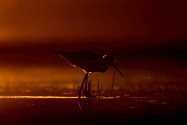 Günbatımı doğa ve kuş. Günbatımı doğa arka plan. Ortak su kuşu: siyah kanatlı stilt. Himantopus himantopus.