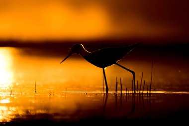 Günbatımı doğa ve kuş. Günbatımı doğa arka plan. Ortak su kuşu: siyah kanatlı stilt. Himantopus himantopus.