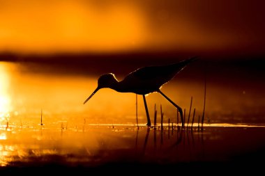 Günbatımı doğa ve kuş. Günbatımı doğa arka plan. Ortak su kuşu: siyah kanatlı stilt. Himantopus himantopus.
