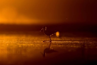 Günbatımı doğa ve kuş. Günbatımı doğa arka plan. Ortak su kuşu: siyah kanatlı stilt. Himantopus himantopus.