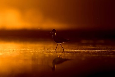 Günbatımı doğa ve kuş. Günbatımı doğa arka plan. Ortak su kuşu: siyah kanatlı stilt. Himantopus himantopus.