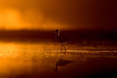 Günbatımı doğa ve kuş. Günbatımı doğa arka plan. Ortak su kuşu: siyah kanatlı stilt. Himantopus himantopus.