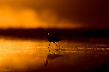 Günbatımı doğa ve kuş. Günbatımı doğa arka plan. Ortak su kuşu: siyah kanatlı stilt. Himantopus himantopus.